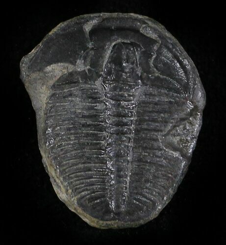 Elrathia Trilobite - Wheeler Shale, Utah #24851